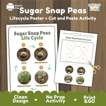 Sugar snap peas plant life cycle educational printable pack cover showing visual reference poster and cut and paste sequencing worksheet with real photography