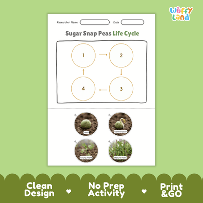 Educational reference poster showing four realistic photo stages of a sugar snap peas life cycle including seed, germination, young plant, and mature plant