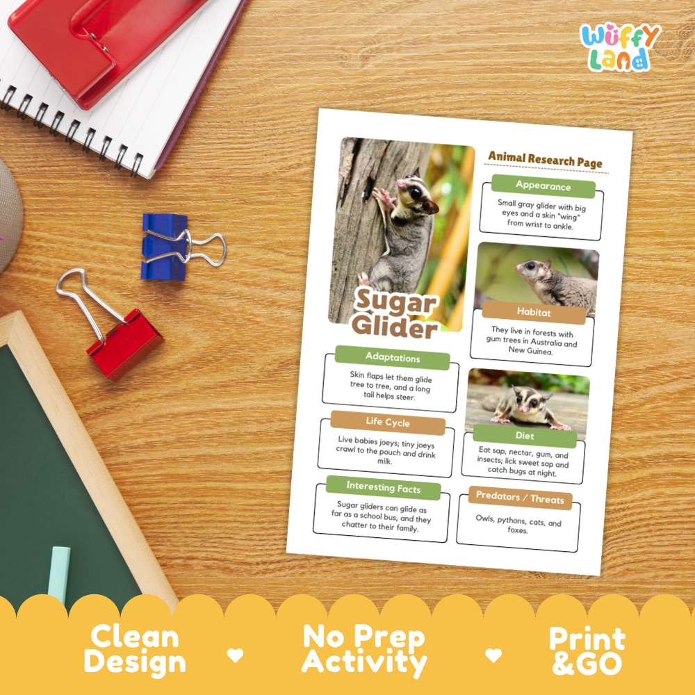 Sugar Glider Animal Research Page Worksheets