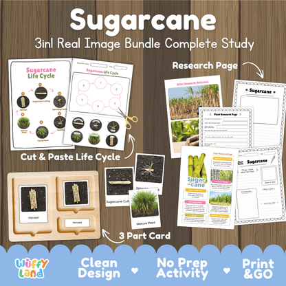 Sugarcane plant 3in1 real image bundle complete study printable featuring life cycle cut and paste worksheets, Montessori 3-part cards, and research pages