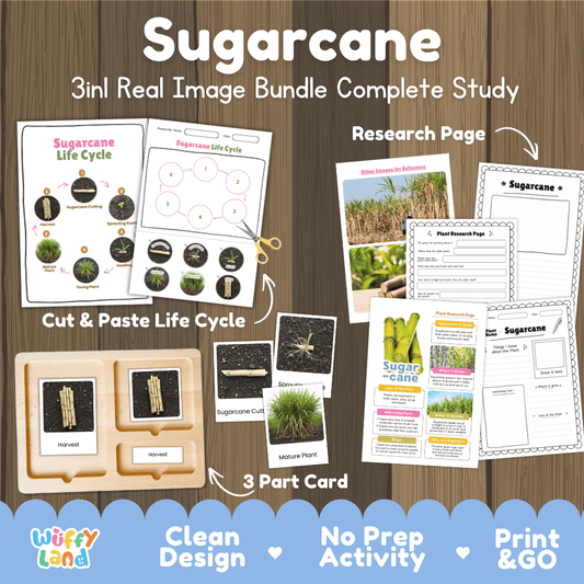 Sugarcane plant 3in1 real image bundle complete study printable featuring life cycle cut and paste worksheets, Montessori 3-part cards, and research pages