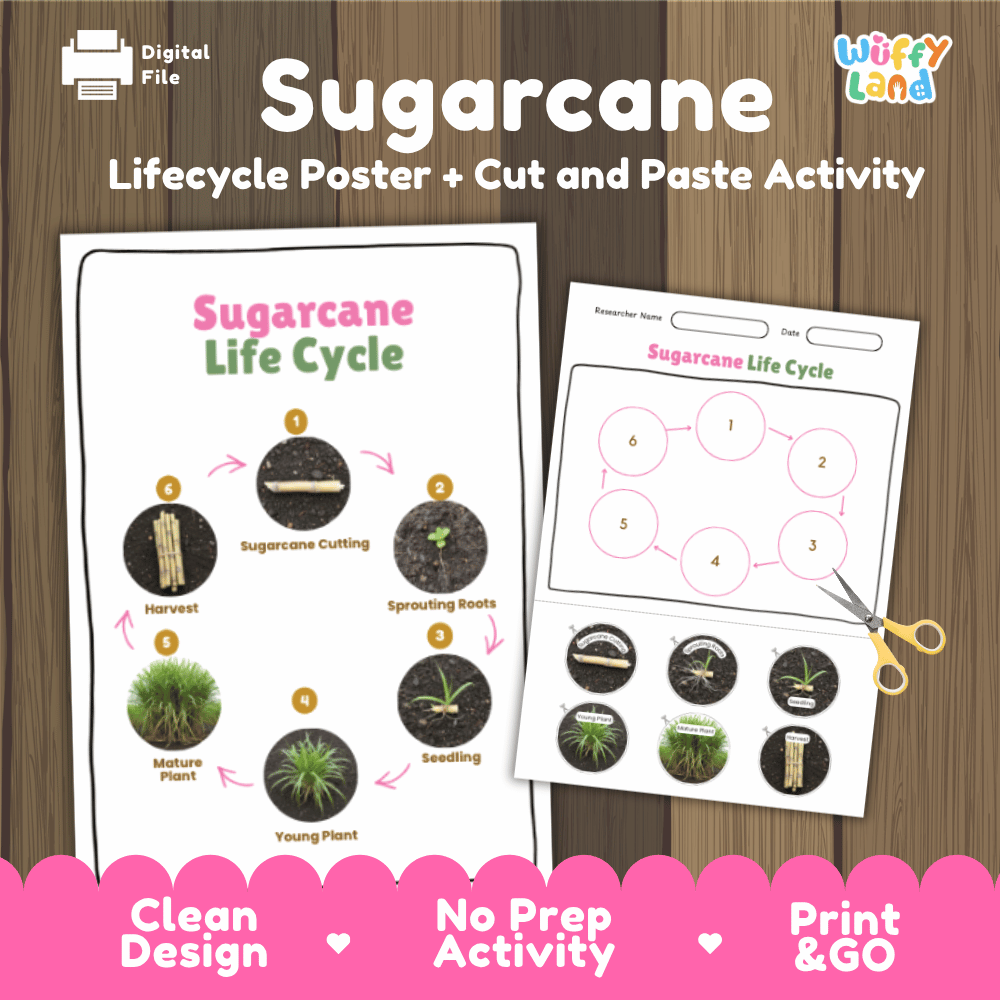 Sugarcane Lifecycle Poster and Cut and Paste Activity Worksheets | Plant Science Printables
