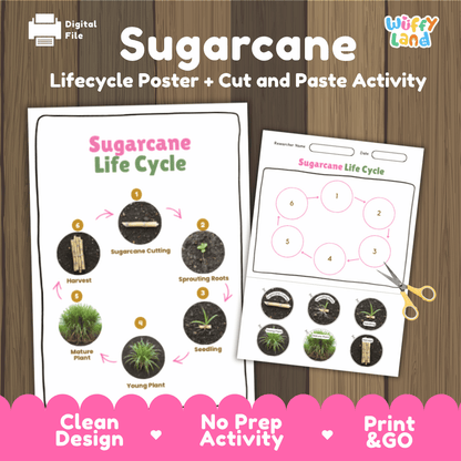 Sugarcane Lifecycle Poster and Cut and Paste Activity Worksheets | Plant Science Printables