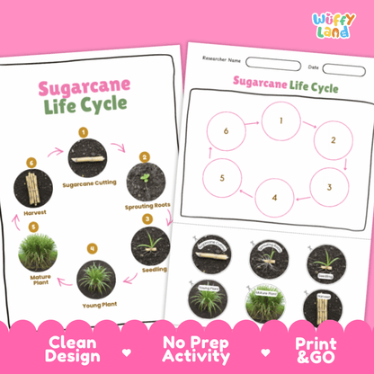 Sugarcane Lifecycle Poster and Cut and Paste Activity Worksheets | Plant Science Printables