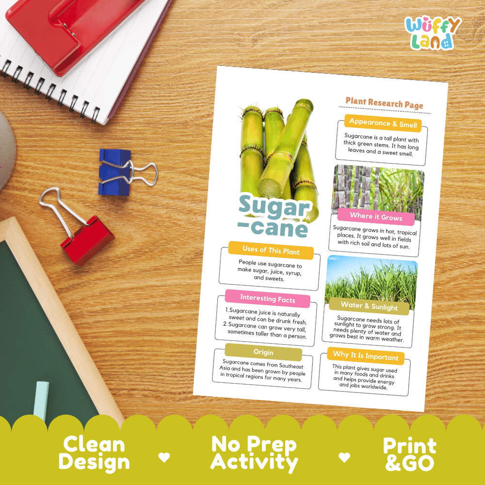 Sugarcane Plant Research Page Worksheets and Fact Sheet Activity