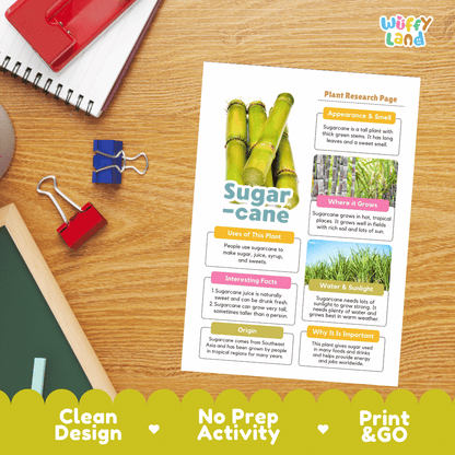 Sugarcane Plant Research Page Worksheets and Fact Sheet Activity