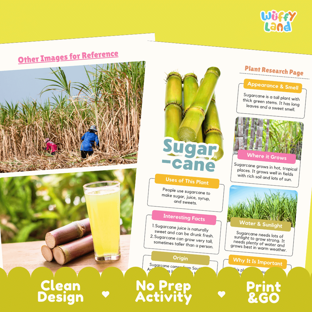 Sugarcane Plant Research Page Worksheets and Fact Sheet Activity