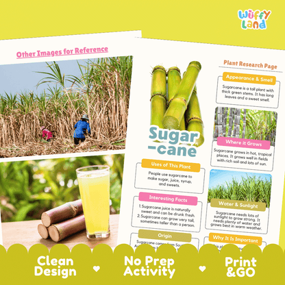 Sugarcane Plant Research Page Worksheets and Fact Sheet Activity