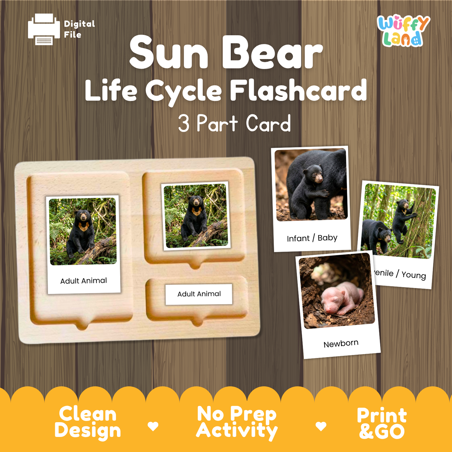 Sun Bear Life Cycle Flashcard set by Wiffy Land, featuring a wooden 3-part card tray with labeled sections for Adult Animal, Infant/Baby, and Newborn, alongside sample bear photos on a wood-textured background.