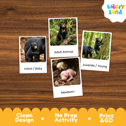 Four educational animal identification cards showing black bear stages (Infant/Baby, Adult Animal, Juvenile/Young, and Newborn) arranged on a brown wood-grain background. The 'Wuffy Land' brand logo is visible in the top right corner.