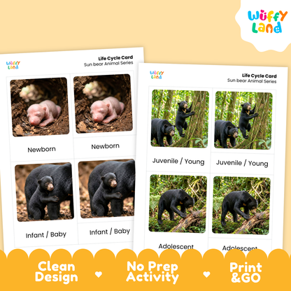 Two printed life cycle cards for sun bear animal series displayed on a warm beige background, with a Wuffy Land logo in the top right and promotional text along the bottom.