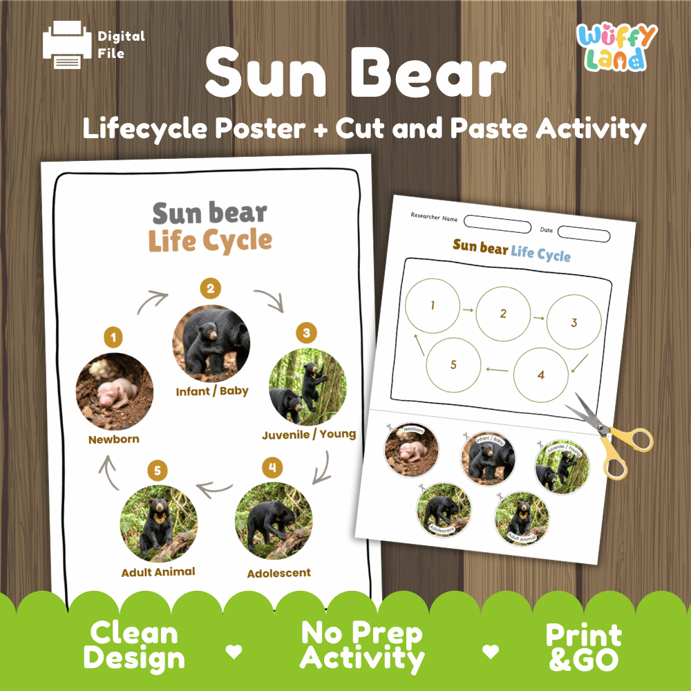 Sun Bear Life Cycle Poster and Cut and Paste Activity Worksheets
