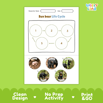 Sun Bear Life Cycle Poster and Cut and Paste Activity Worksheets