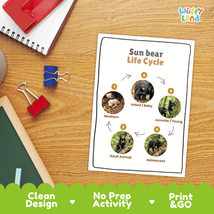 Sun Bear Life Cycle Poster and Cut and Paste Activity Worksheets