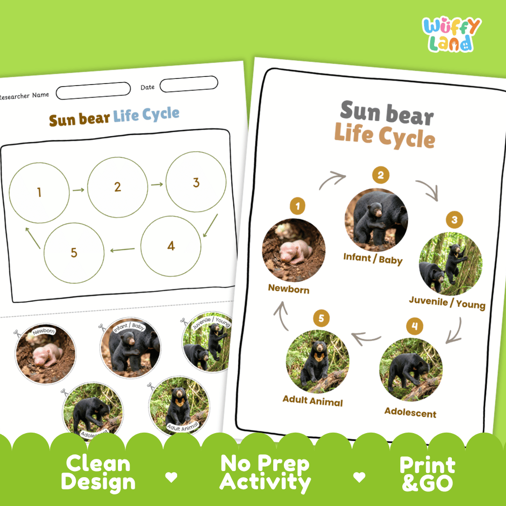 Sun Bear Life Cycle Poster and Cut and Paste Activity Worksheets