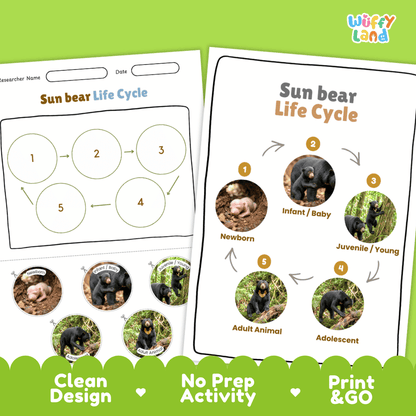 Sun Bear Life Cycle Poster and Cut and Paste Activity Worksheets