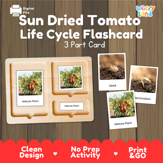 Montessori three-part cards featuring real photographs of tomato plant growth stages including mature plant, young plant, and germination 🗂️🏷️