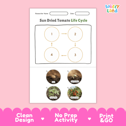 Sun Dried Tomato Life Cycle Poster and Cut and Paste Activity Worksheets