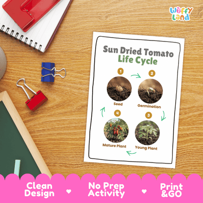 Sun Dried Tomato Life Cycle Poster and Cut and Paste Activity Worksheets