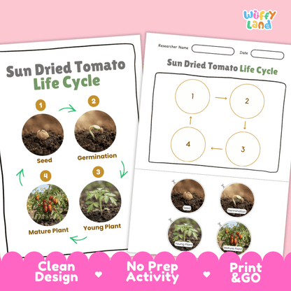 Sun Dried Tomato Life Cycle Poster and Cut and Paste Activity Worksheets