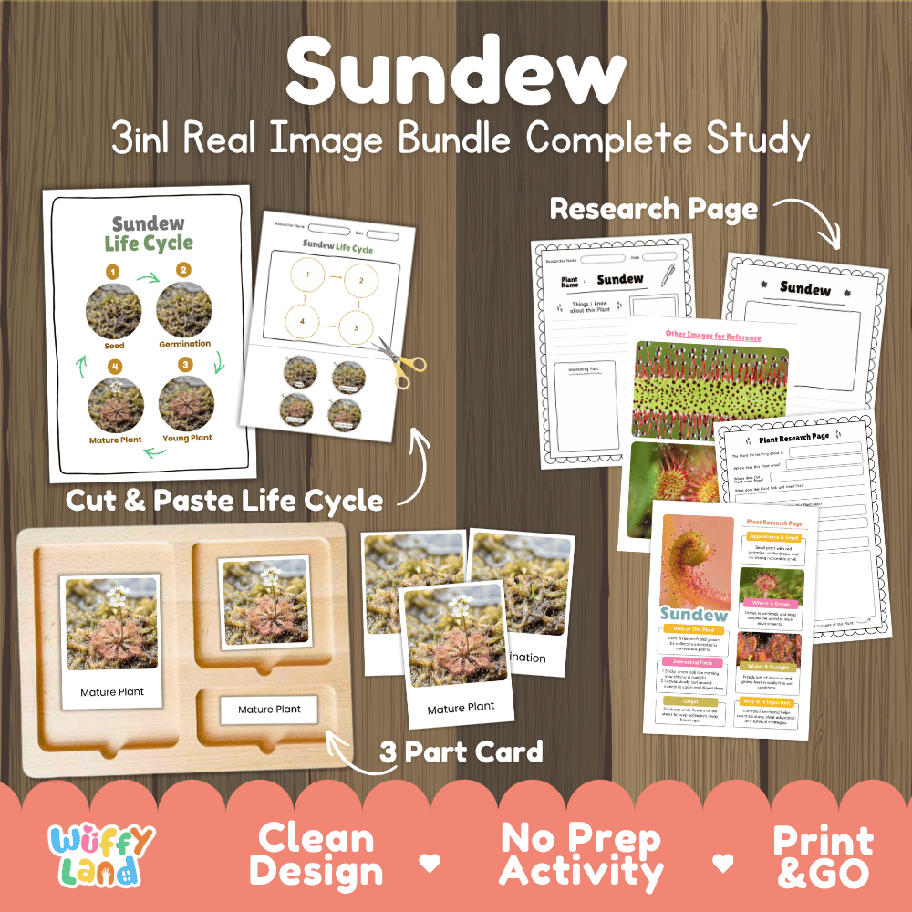Sundew plant 3in1 real image bundle complete study printable featuring life cycle cut and paste worksheets, Montessori 3-part cards, and research pages
