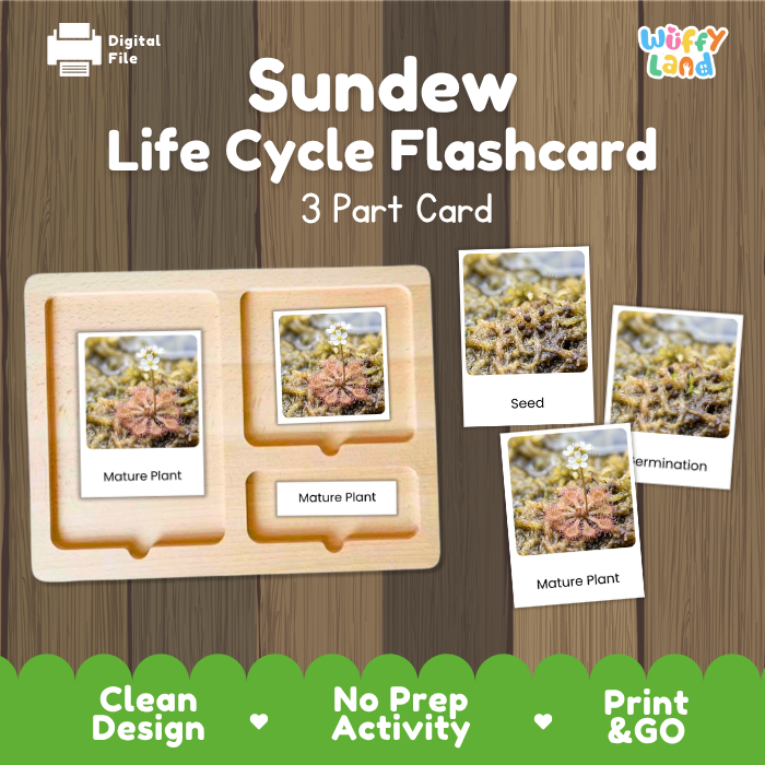 Sundew Life Cycle Flashcard 3 Part Card Montessori Science Printable