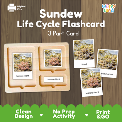 Sundew Life Cycle Flashcard 3 Part Card Montessori Science Printable