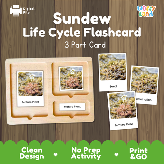 Montessori three part cards featuring real photographic images of sundew growth stages and blooming carnivorous rosettes displayed on a wooden tray