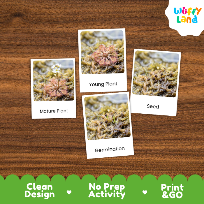 Four labeled plant germination cards are arranged on a brown wood background. The cards show close-up photos of mossy seeds/germination stages with text reading Mature Plant, Young Plant, Seed, and Germination.