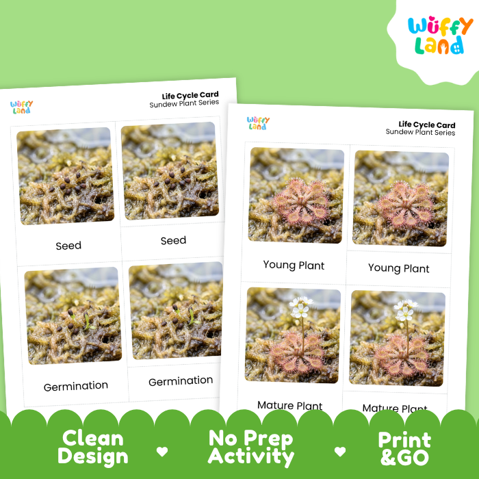 Sundew Life Cycle Flashcard 3 Part Card Montessori Science Printable