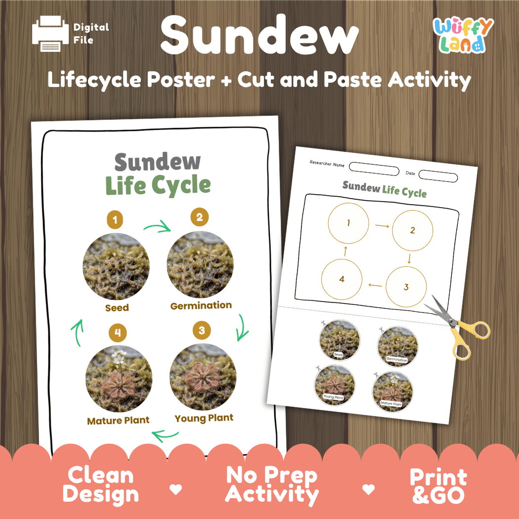 Sundew Life Cycle Poster and Cut and Paste Activity Worksheets