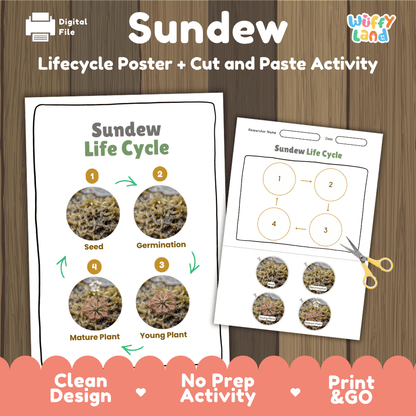 Sundew Life Cycle Poster and Cut and Paste Activity Worksheets