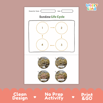 Sundew Life Cycle Poster and Cut and Paste Activity Worksheets