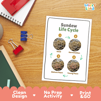 Sundew Life Cycle Poster and Cut and Paste Activity Worksheets