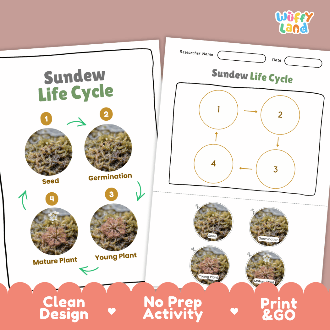 Sundew Life Cycle Poster and Cut and Paste Activity Worksheets