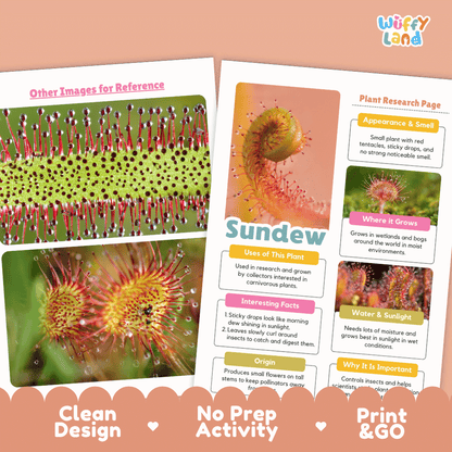 Sundew Plant Research Pages and Worksheets