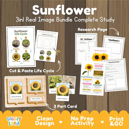 Sunflower plant 3in1 real image bundle complete study printable featuring life cycle cut and paste worksheets, Montessori 3-part cards, and research pages