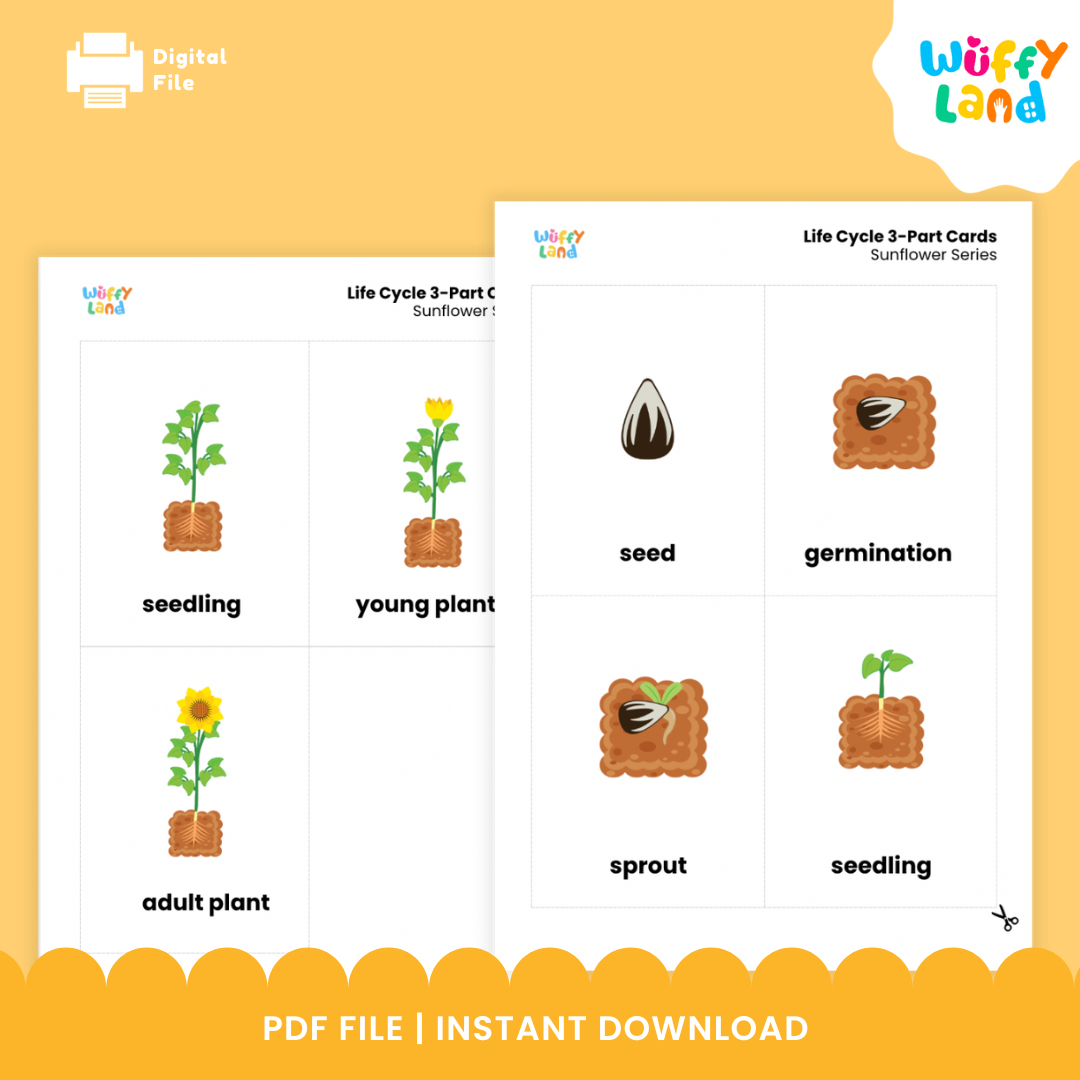 Montessori botany cards showing the four sunflower life cycle stages from seed and germination to seedling and adult plant 🌰🌻