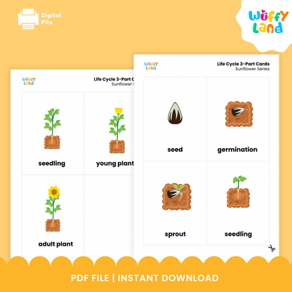 Montessori botany cards showing the four sunflower life cycle stages from seed and germination to seedling and adult plant 🌰🌻