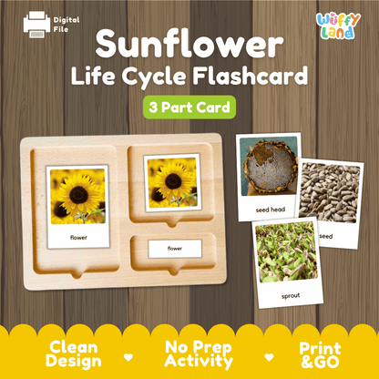 Sunflower Life Cycle Flashcard set by Wiffy Land, featuring a wooden 3-part card tray with labeled sections for flower, seed head, seed, and sprout, shown on a wood-textured background with product callouts.