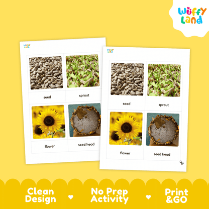 Two educational activity sheets from Wuffy Land showing labeled photos of seeds, sprouts, flowers, and seed heads on a bright yellow background with feature callouts.