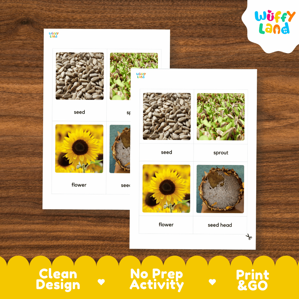 Two educational printables for children showing sunflower parts labeled 'seed', 'sprout', 'flower', and 'seed head' on a wooden background, with the 'Wuffy Land' logo in the top right and a yellow banner at the bottom reading 'Clean Design', 'No Prep Activity', and 'Print & GO'.