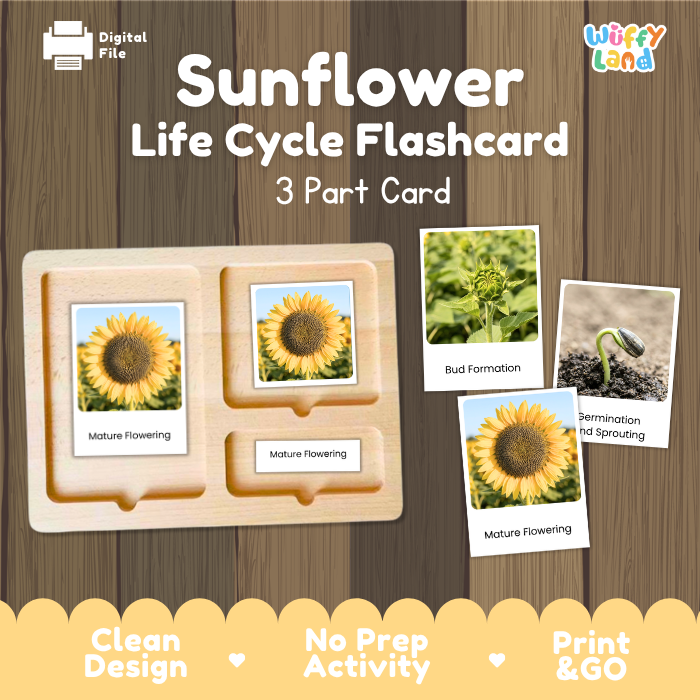 Sunflower Life Cycle Flashcards | 3 Part Cards Montessori Science Activity