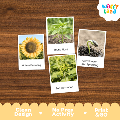 Sunflower Life Cycle Flashcards | 3 Part Cards Montessori Science Activity