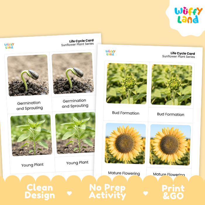 Sunflower Life Cycle Flashcards | 3 Part Cards Montessori Science Activity