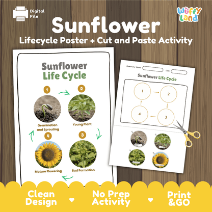 Sunflower Life Cycle Poster and Cut and Paste Activity Worksheet