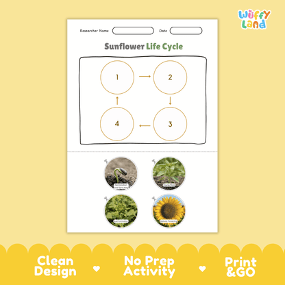 Sunflower Life Cycle Poster and Cut and Paste Activity Worksheet