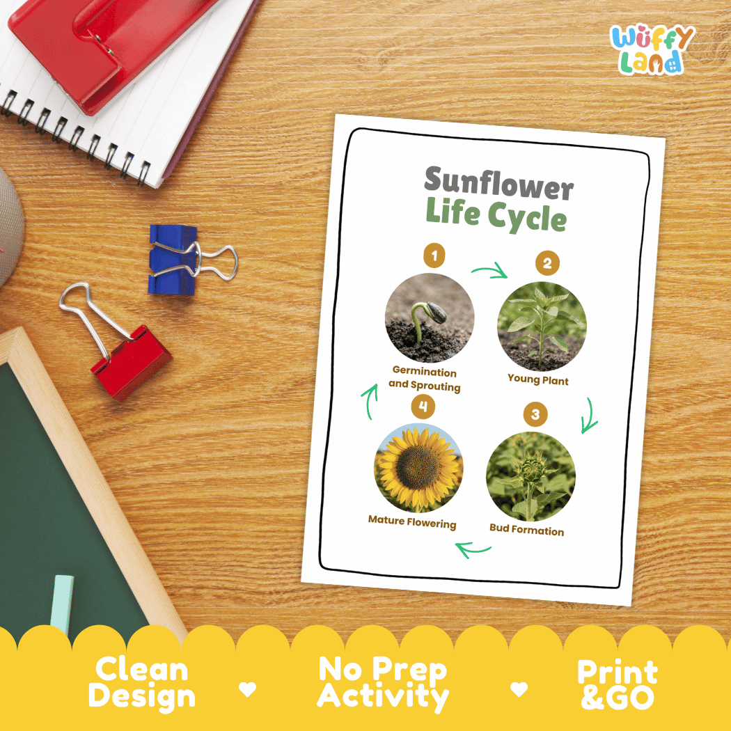 Sunflower Life Cycle Poster and Cut and Paste Activity Worksheet