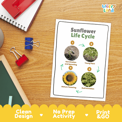 Sunflower Life Cycle Poster and Cut and Paste Activity Worksheet