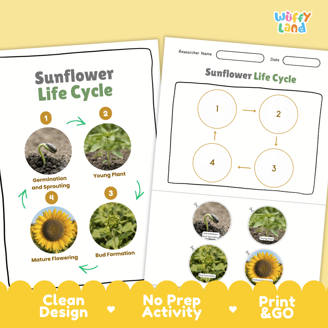 Sunflower Life Cycle Poster and Cut and Paste Activity Worksheet